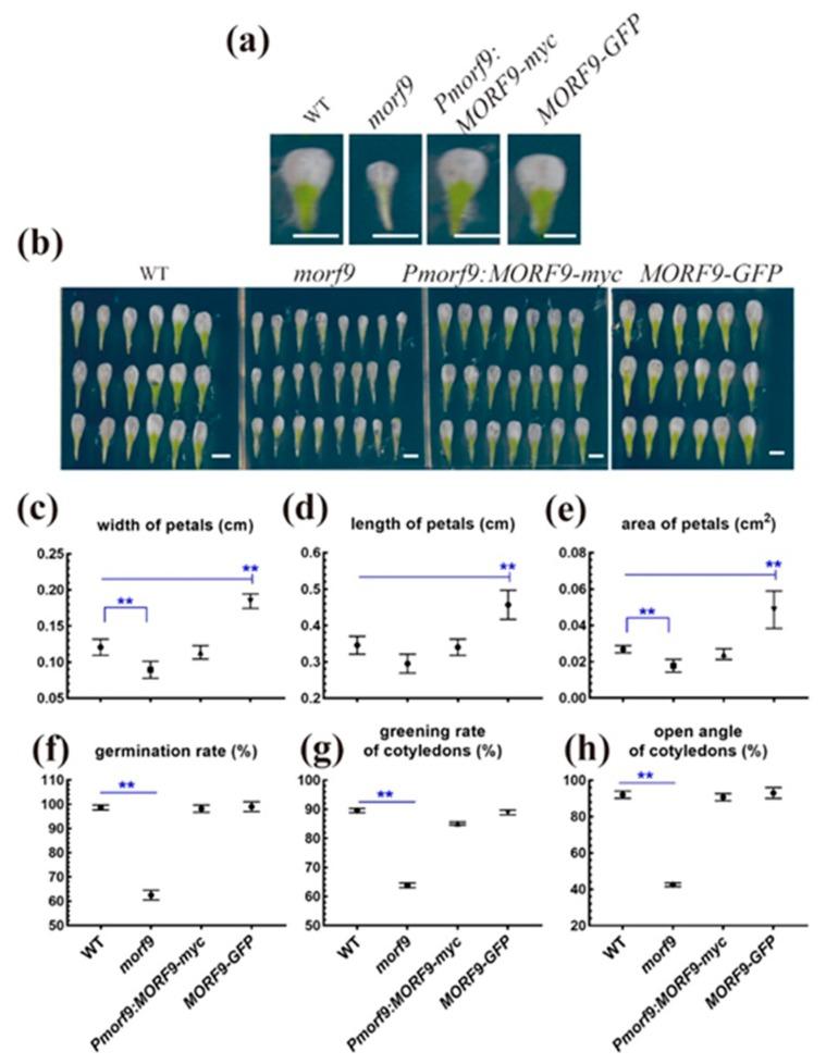 https://cdn.ncbi.nlm.nih.gov/pmc/blobs/7850/6769653/e0c09369a86a/ijms-20-04635-g003.jpg