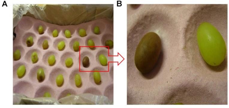 https://cdn.ncbi.nlm.nih.gov/pmc/blobs/7851/8589818/0568ebd49cbd/fpls-12-768046-g004.jpg