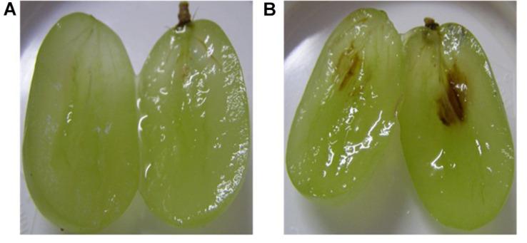 https://cdn.ncbi.nlm.nih.gov/pmc/blobs/7851/8589818/d6c0d5c3d427/fpls-12-768046-g007.jpg
