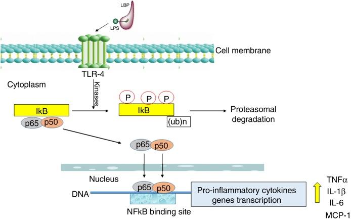 https://cdn.ncbi.nlm.nih.gov/pmc/blobs/7856/9392098/eef842640e0e/gr2.jpg