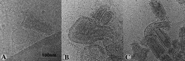 https://cdn.ncbi.nlm.nih.gov/pmc/blobs/7858/2953448/71ca3e253463/JCB_201006116_GS_Fig6.jpg