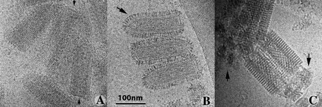 https://cdn.ncbi.nlm.nih.gov/pmc/blobs/7858/2953448/f2223a3a677a/JCB_201006116_GS_Fig3.jpg