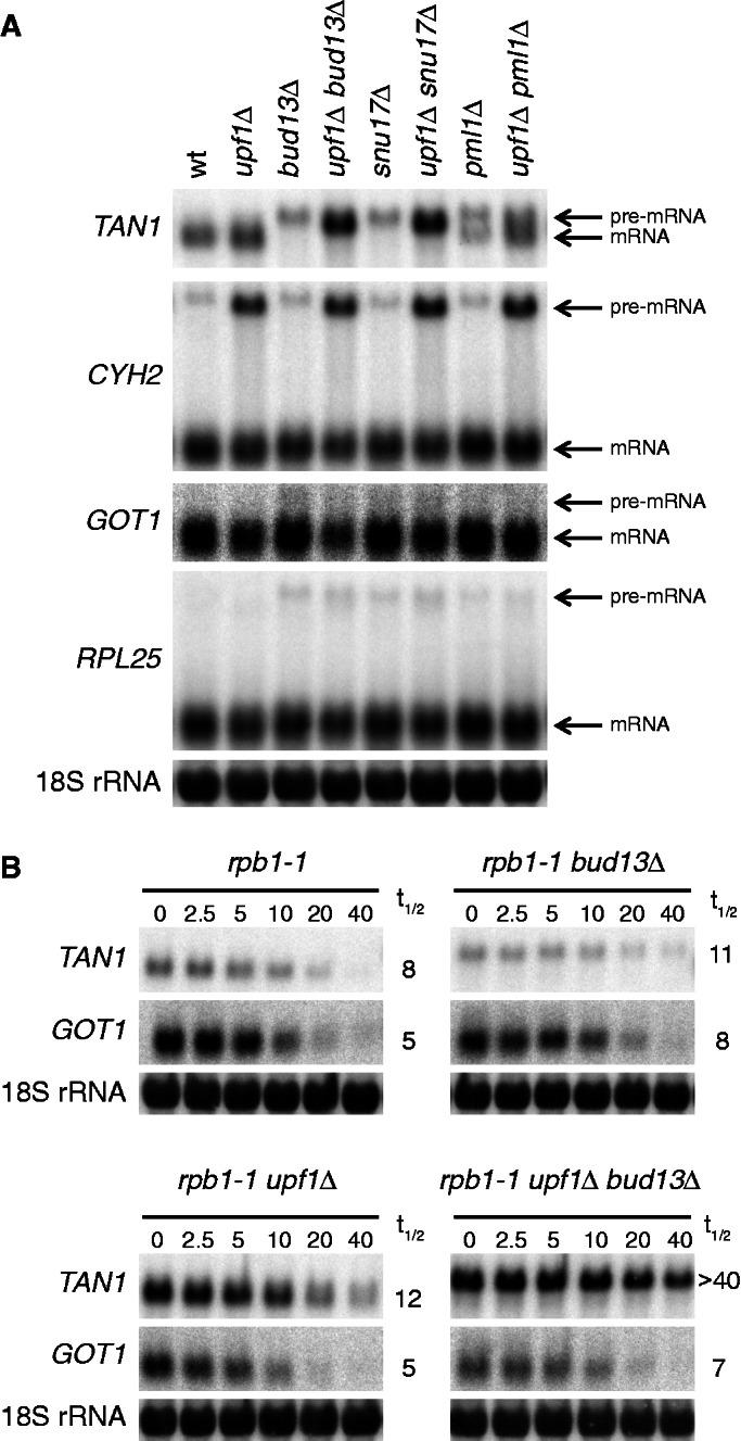 https://cdn.ncbi.nlm.nih.gov/pmc/blobs/7858/3675484/ce044a22cc1d/gkt269f4p.jpg