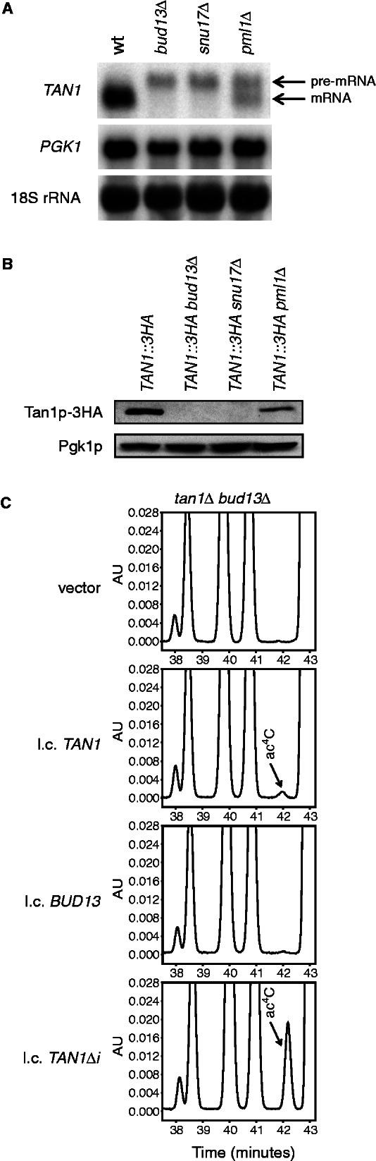 https://cdn.ncbi.nlm.nih.gov/pmc/blobs/7858/3675484/f5b192687952/gkt269f3p.jpg