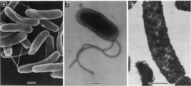 https://cdn.ncbi.nlm.nih.gov/pmc/blobs/785a/245037/215072422e5b/aac00048-0138-a.jpg
