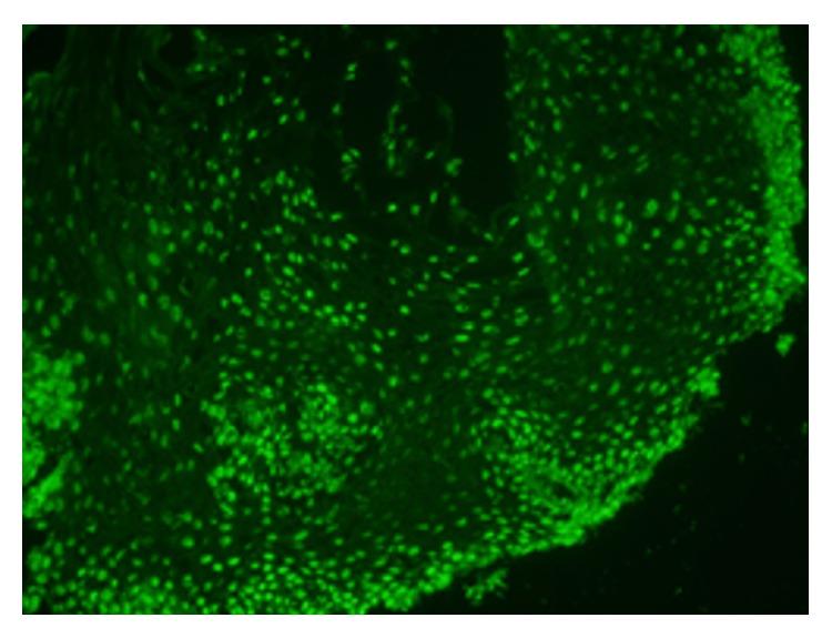 https://cdn.ncbi.nlm.nih.gov/pmc/blobs/785a/4745613/206b1ec4bf39/CRIRH2016-6410421.002.jpg