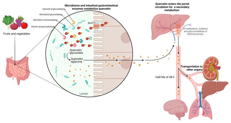 https://cdn.ncbi.nlm.nih.gov/pmc/blobs/785c/10935205/ace95748490d/molecules-29-01000-g003.jpg