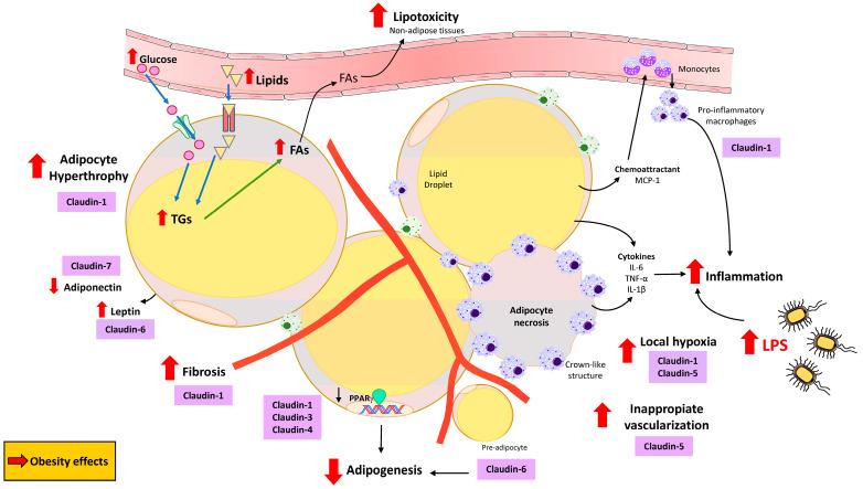 https://cdn.ncbi.nlm.nih.gov/pmc/blobs/7860/12389471/eeec03e0784f/nutrients-17-02611-g004.jpg