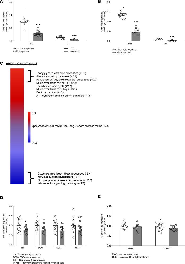 https://cdn.ncbi.nlm.nih.gov/pmc/blobs/7862/7934862/24c4da01c482/jciinsight-6-136083-g093.jpg