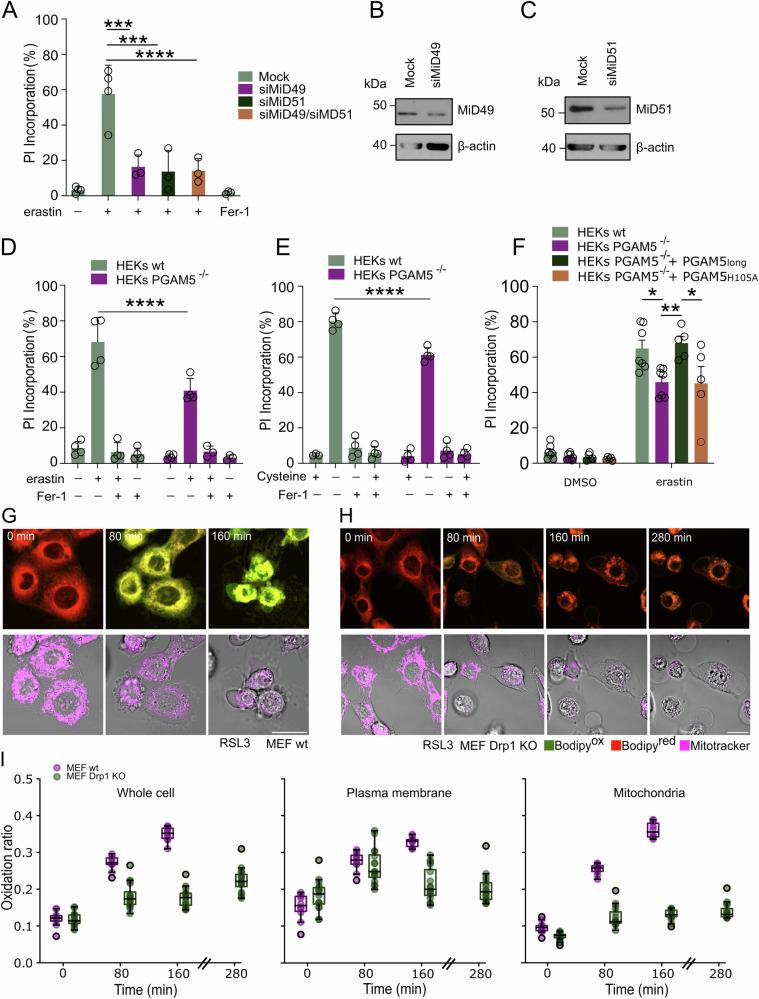 https://cdn.ncbi.nlm.nih.gov/pmc/blobs/7867/11762985/a61038ffb867/41419_2024_7312_Fig4_HTML.jpg