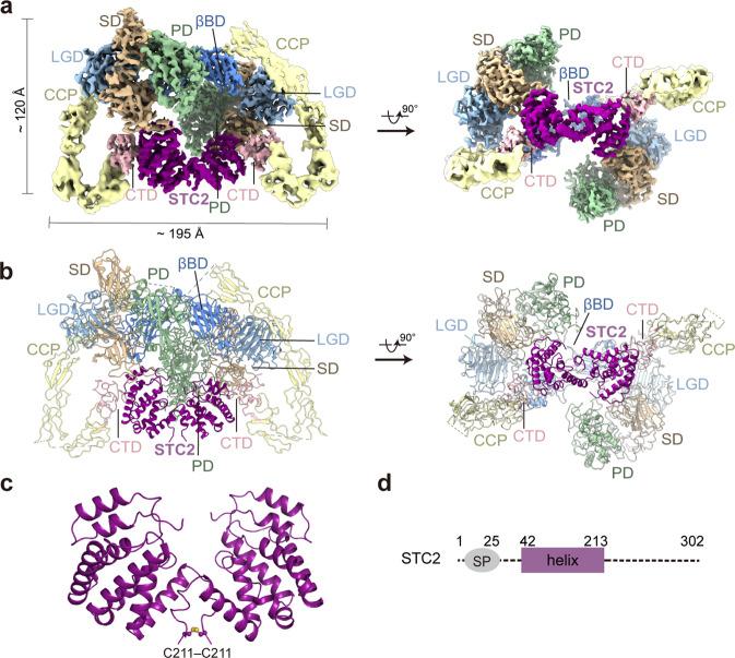 https://cdn.ncbi.nlm.nih.gov/pmc/blobs/786a/9780223/aaff75876fa8/41421_2022_502_Fig3_HTML.jpg