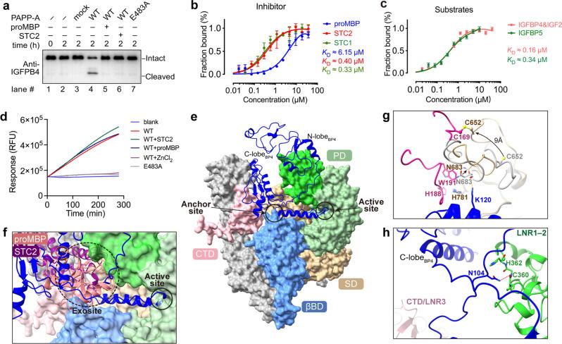 https://cdn.ncbi.nlm.nih.gov/pmc/blobs/786a/9780223/c13297cdb22d/41421_2022_502_Fig5_HTML.jpg