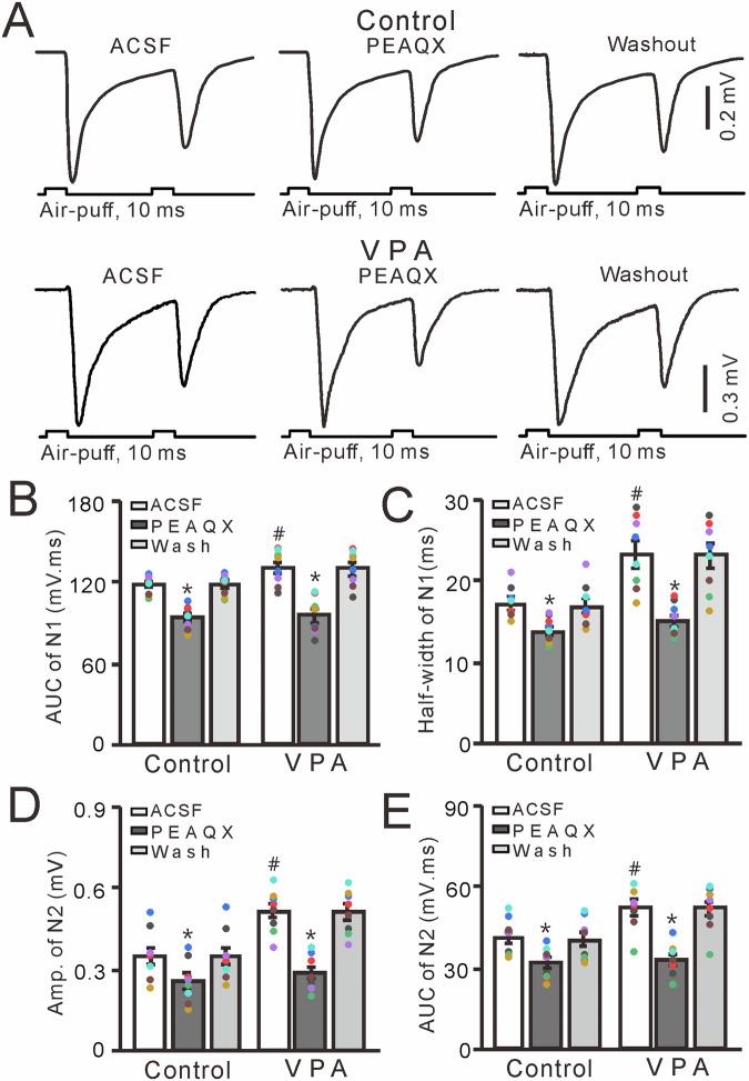https://cdn.ncbi.nlm.nih.gov/pmc/blobs/786b/11222518/d1b721ba3d98/41398_2024_2990_Fig5_HTML.jpg