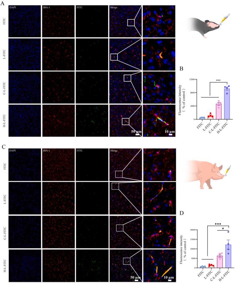https://cdn.ncbi.nlm.nih.gov/pmc/blobs/786b/12270056/213bf0bb84b9/gr7.jpg