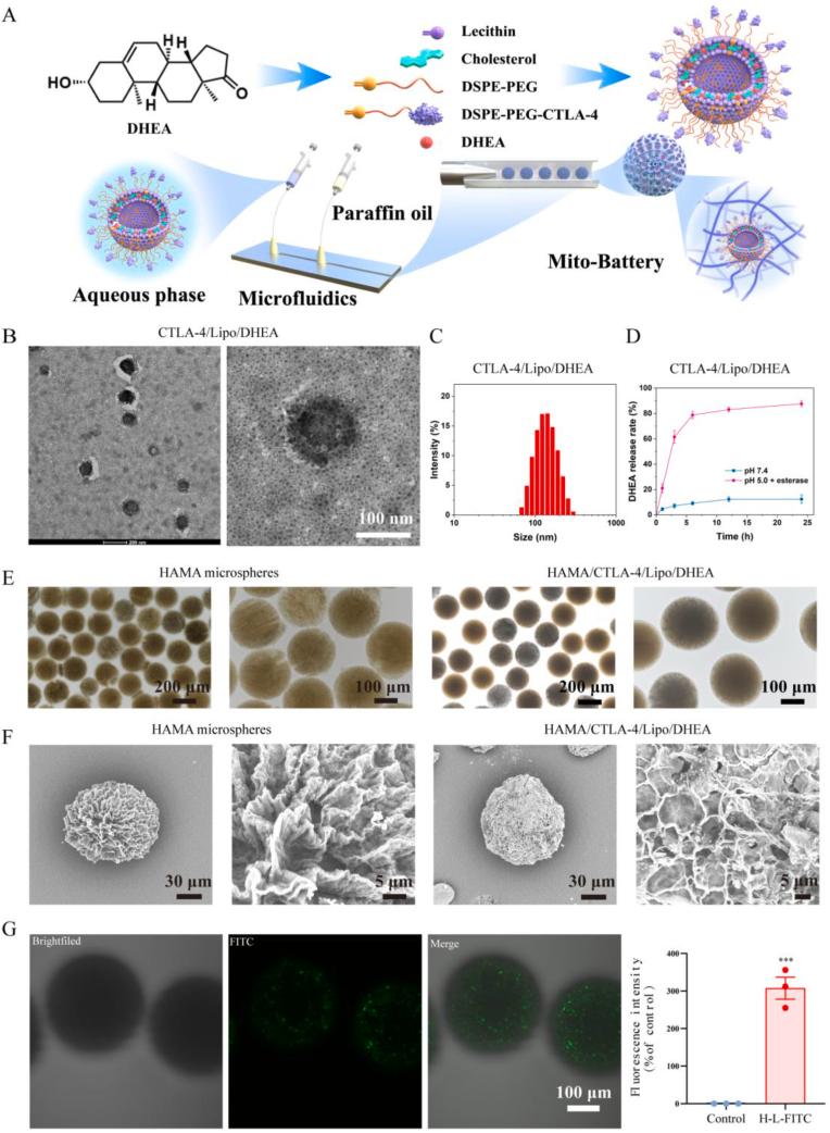 https://cdn.ncbi.nlm.nih.gov/pmc/blobs/786b/12270056/e9f1149fe7ac/gr4.jpg