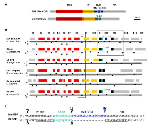 https://cdn.ncbi.nlm.nih.gov/pmc/blobs/786d/2394523/83a9f785a790/1471-2148-8-131-2.jpg
