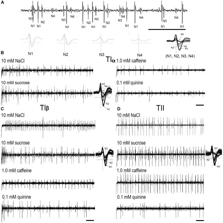 https://cdn.ncbi.nlm.nih.gov/pmc/blobs/786d/6247718/fd9f86a60082/fphys-09-01606-g002.jpg