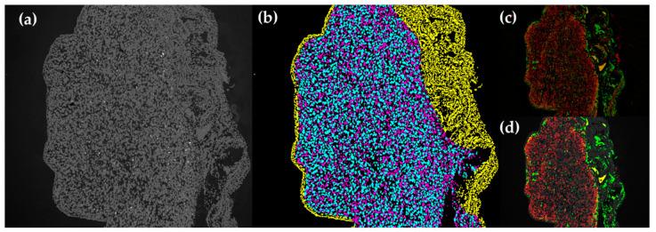 https://cdn.ncbi.nlm.nih.gov/pmc/blobs/7873/8878510/49daf35430f1/ijms-23-01954-g0A1.jpg