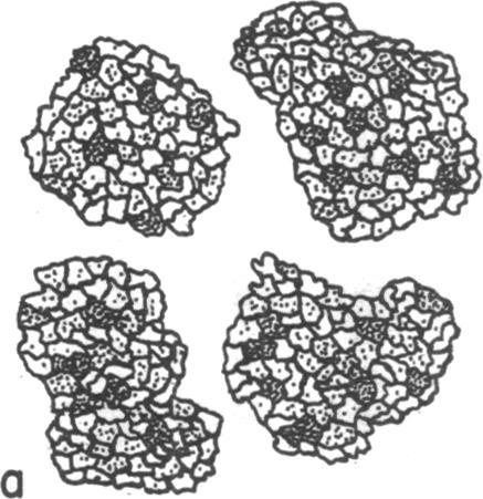 https://cdn.ncbi.nlm.nih.gov/pmc/blobs/7876/393240/d796a46d4a90/pnas00023-0276-a.jpg