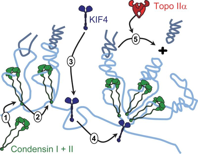 https://cdn.ncbi.nlm.nih.gov/pmc/blobs/7877/3514791/8040c8c528a5/JCB_201202155_Fig10.jpg