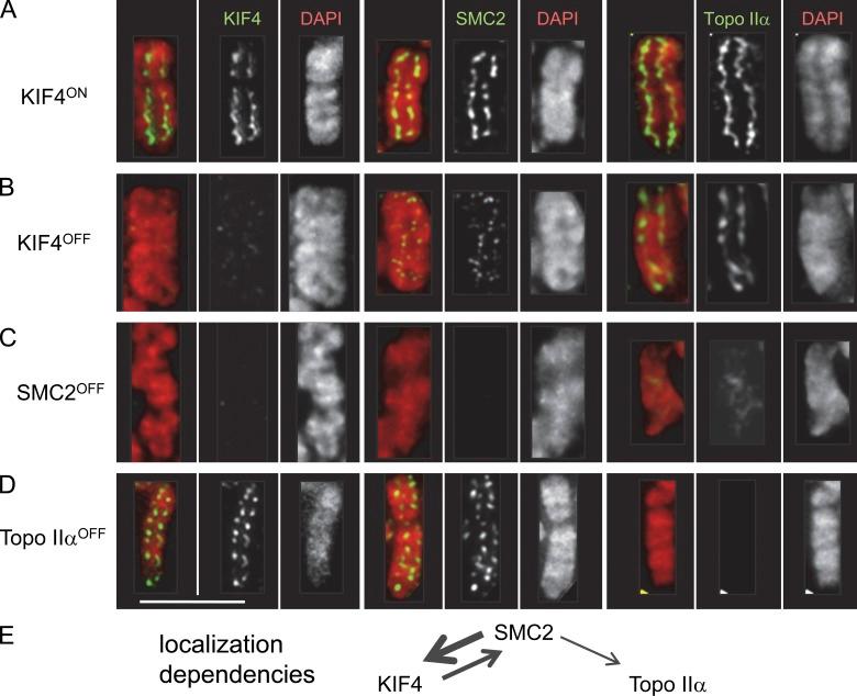 https://cdn.ncbi.nlm.nih.gov/pmc/blobs/7877/3514791/92ad6749ebed/JCB_201202155_Fig2.jpg