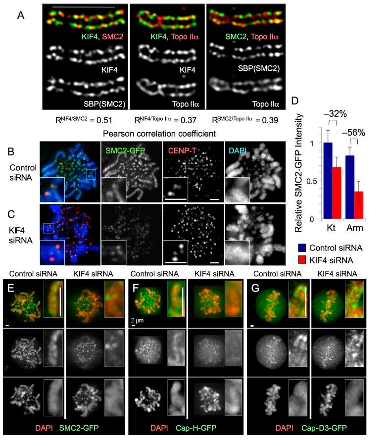https://cdn.ncbi.nlm.nih.gov/pmc/blobs/7877/3514791/b75bddf865fb/JCB_201202155R_Fig1.jpg