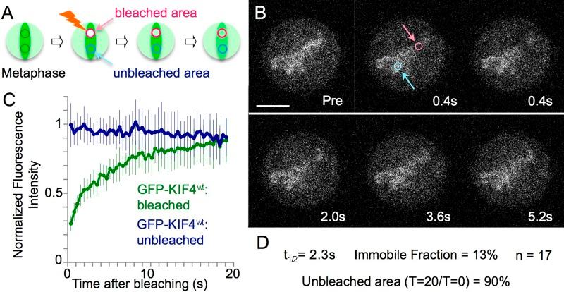https://cdn.ncbi.nlm.nih.gov/pmc/blobs/7877/3514791/dee4cfccc3a7/JCB_201202155R_Fig3.jpg