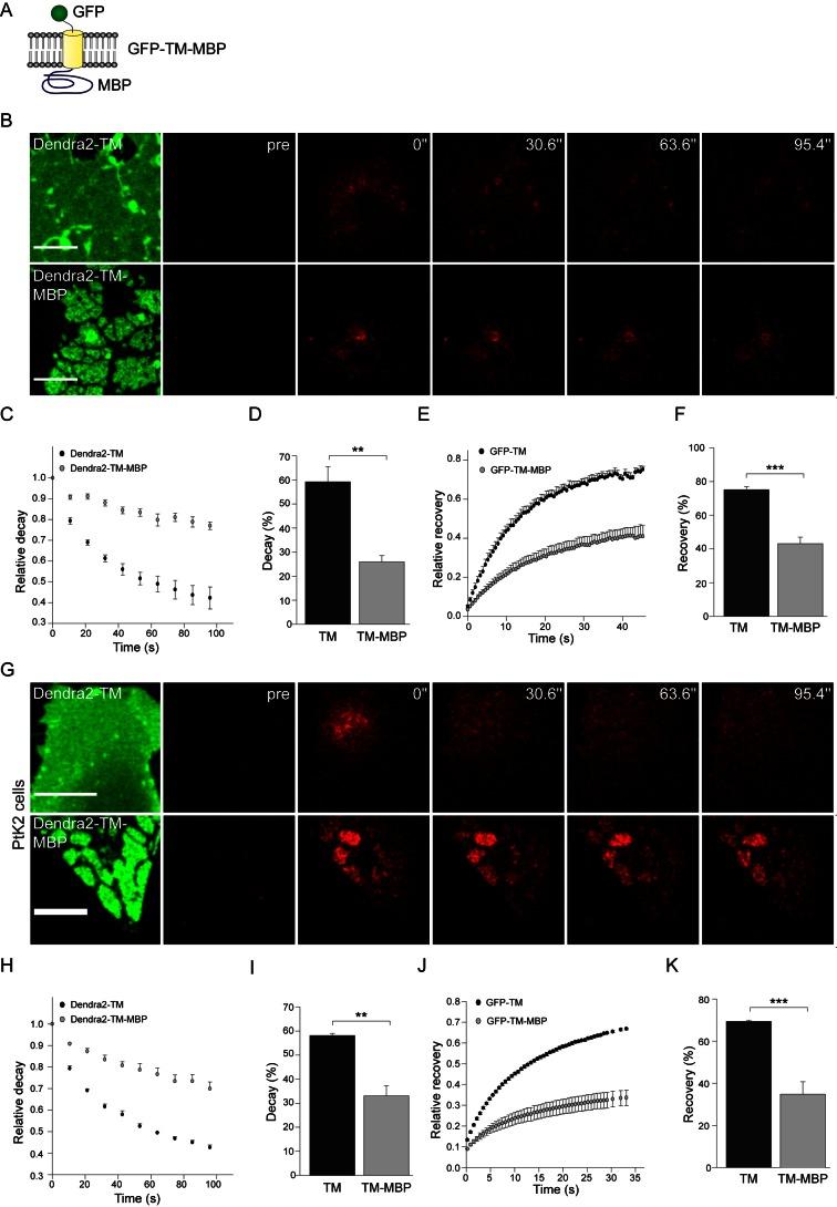 https://cdn.ncbi.nlm.nih.gov/pmc/blobs/7879/3676292/8bf6cd38fb75/pbio.1001577.g002.jpg