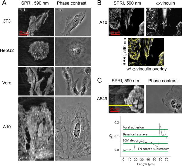 https://cdn.ncbi.nlm.nih.gov/pmc/blobs/7879/4289309/1a178d634b5f/12860_2014_726_Fig3_HTML.jpg