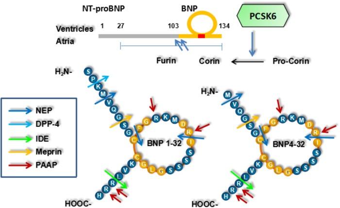 https://cdn.ncbi.nlm.nih.gov/pmc/blobs/787a/5996066/5685cad3efe6/fphys-09-00692-g001.jpg