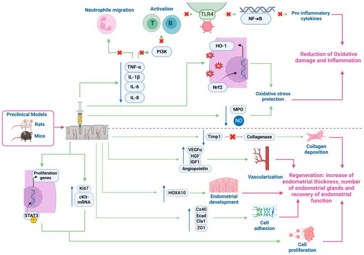 https://cdn.ncbi.nlm.nih.gov/pmc/blobs/7881/12024569/77345aedbb4a/biology-14-00319-g004.jpg