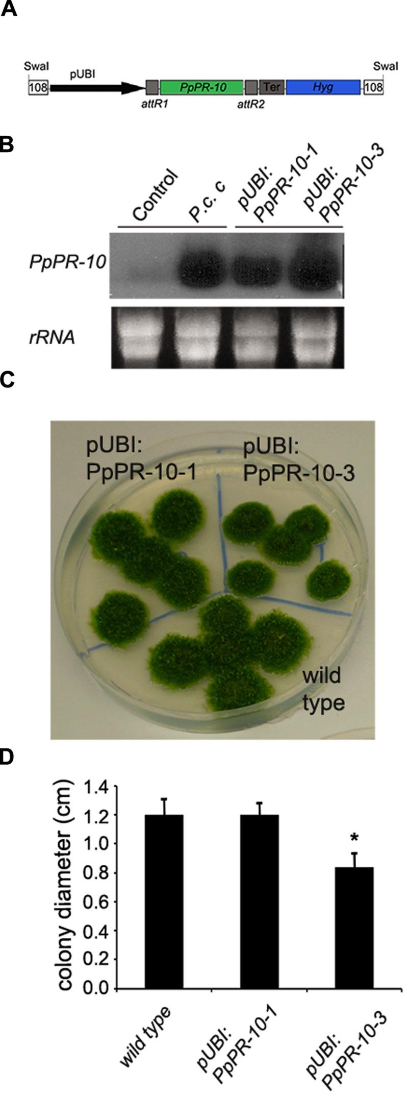 https://cdn.ncbi.nlm.nih.gov/pmc/blobs/7883/4850436/59410134bec3/fpls-07-00580-g004.jpg