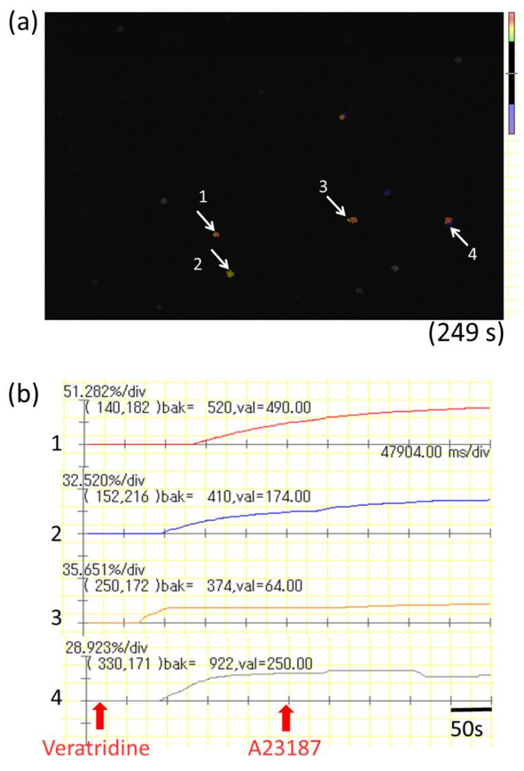 https://cdn.ncbi.nlm.nih.gov/pmc/blobs/7885/8305700/876b2f49c85a/cells-10-01586-g004.jpg