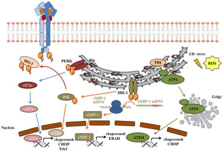 https://cdn.ncbi.nlm.nih.gov/pmc/blobs/7889/11354764/8ce4362c8a9d/ijms-25-09113-g003.jpg