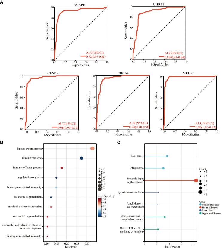 https://cdn.ncbi.nlm.nih.gov/pmc/blobs/788b/11165063/a53b37893538/fimmu-15-1351908-g008.jpg