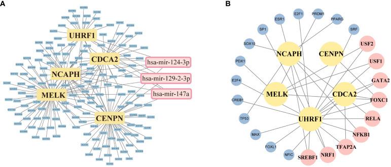 https://cdn.ncbi.nlm.nih.gov/pmc/blobs/788b/11165063/dcf5a9542879/fimmu-15-1351908-g009.jpg