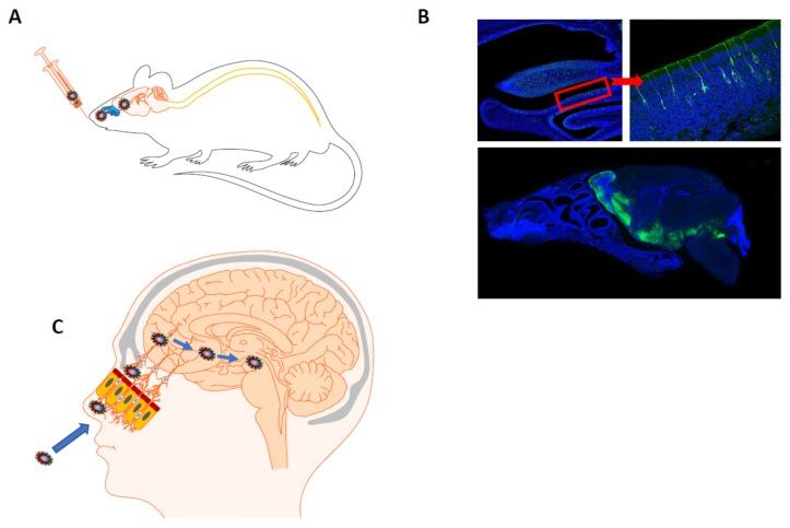 https://cdn.ncbi.nlm.nih.gov/pmc/blobs/788c/7020001/e0adf9c12ca2/viruses-12-00014-g001.jpg