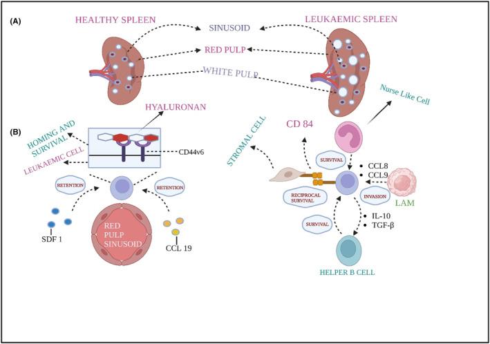 https://cdn.ncbi.nlm.nih.gov/pmc/blobs/788f/11632122/10cf3bf8b674/JCMM-28-e70052-g002.jpg