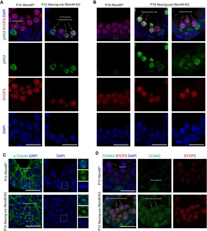 https://cdn.ncbi.nlm.nih.gov/pmc/blobs/788f/9401620/75f5b09f0fa8/sciadv.abq2945-f4.jpg