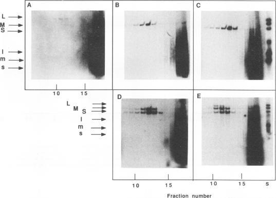 https://cdn.ncbi.nlm.nih.gov/pmc/blobs/7890/241014/012217ee9cc8/jvirol00037-0026-a.jpg