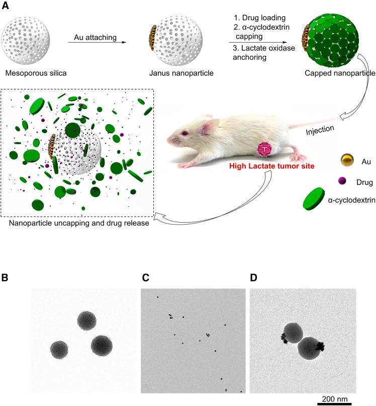 https://cdn.ncbi.nlm.nih.gov/pmc/blobs/7891/11866520/bf5acd99b62a/gr1.jpg