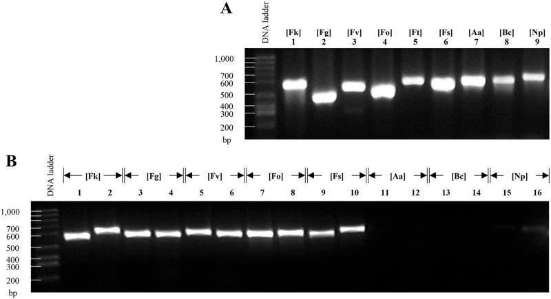 https://cdn.ncbi.nlm.nih.gov/pmc/blobs/7891/7843019/270606652f25/pone.0246079.g004.jpg