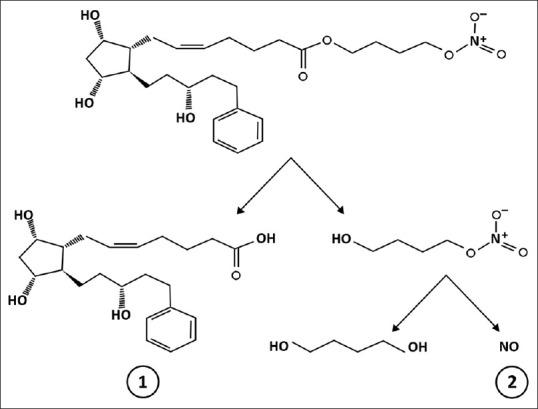 https://cdn.ncbi.nlm.nih.gov/pmc/blobs/7894/9359258/23f74c32c387/IJO-70-1920-g001.jpg