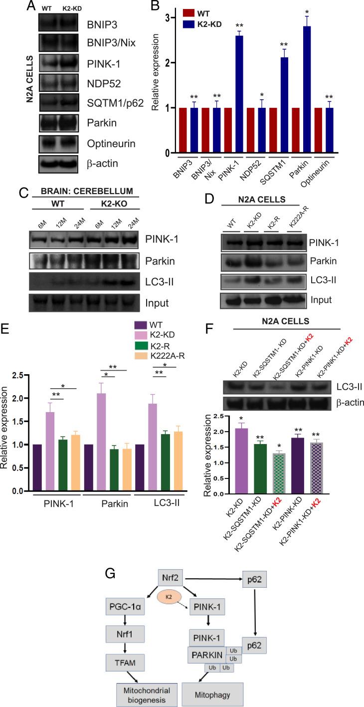 https://cdn.ncbi.nlm.nih.gov/pmc/blobs/7895/9169102/3060193f7966/pnas.2121946119fig04.jpg