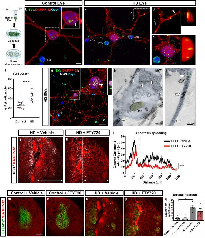 https://cdn.ncbi.nlm.nih.gov/pmc/blobs/7899/11071863/03ae1b048fbf/18_2023_4882_Fig7_HTML.jpg