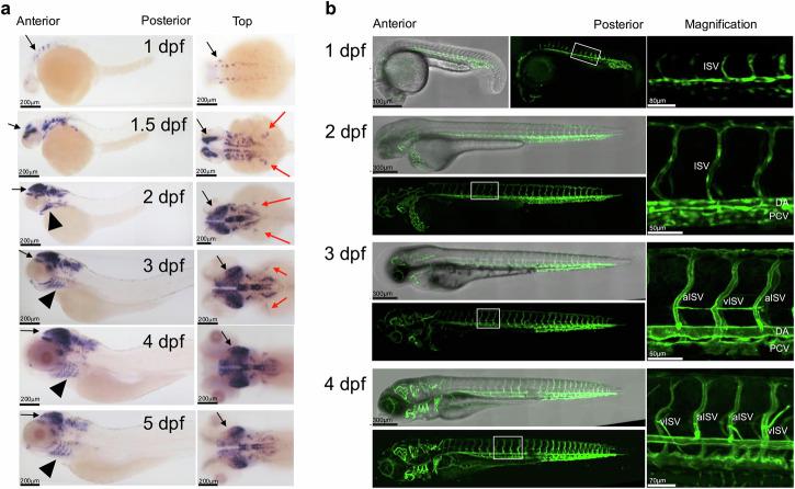 https://cdn.ncbi.nlm.nih.gov/pmc/blobs/789b/12075475/6480658b4bef/42003_2025_7496_Fig3_HTML.jpg