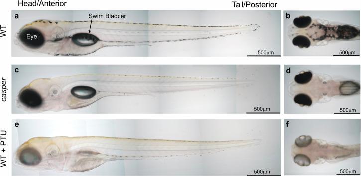 https://cdn.ncbi.nlm.nih.gov/pmc/blobs/789b/12075475/ff36340282ad/42003_2025_7496_Fig1_HTML.jpg