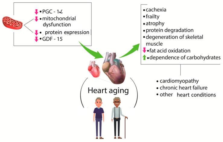 https://cdn.ncbi.nlm.nih.gov/pmc/blobs/789c/7279354/9ea97e64073a/ijms-21-03607-g003.jpg