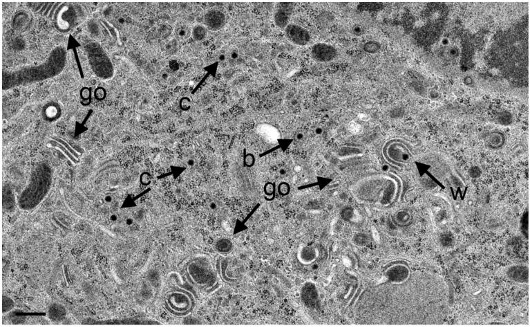 https://cdn.ncbi.nlm.nih.gov/pmc/blobs/78a5/4306828/001168207836/viruses-07-00052-g010.jpg