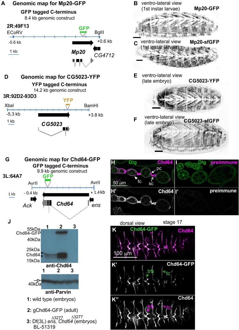 https://cdn.ncbi.nlm.nih.gov/pmc/blobs/78a5/8311604/16a595730ef7/fcell-09-648568-g001.jpg